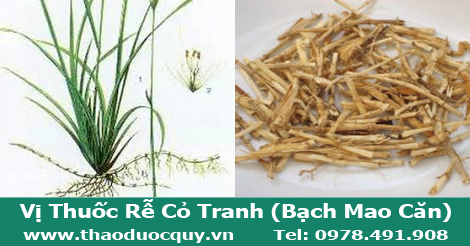 Rễ cỏ tranh còn được gọi là bạch mao căn